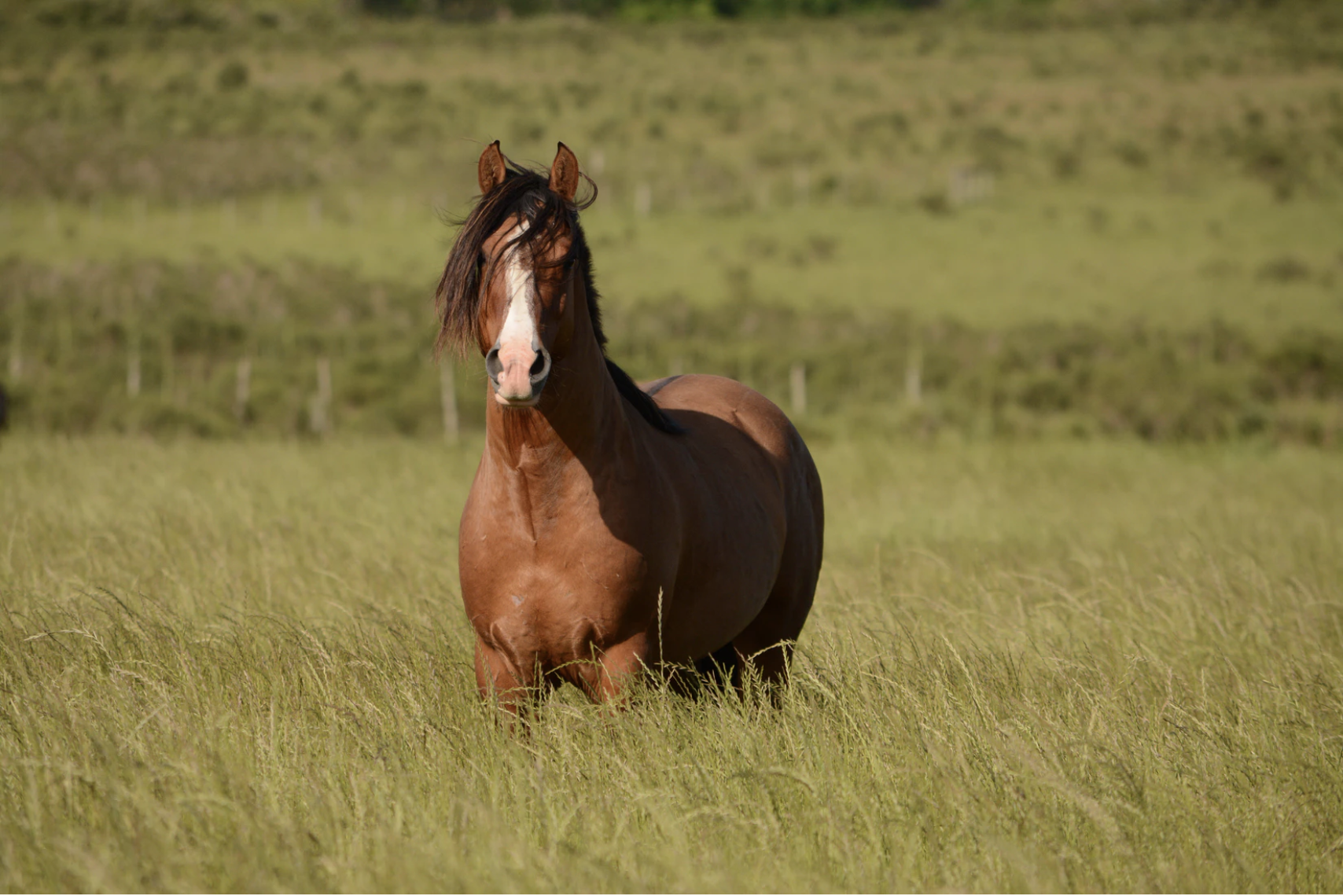 Can I Give My Horse CBD? How Does It Work, and Is It Safe?
