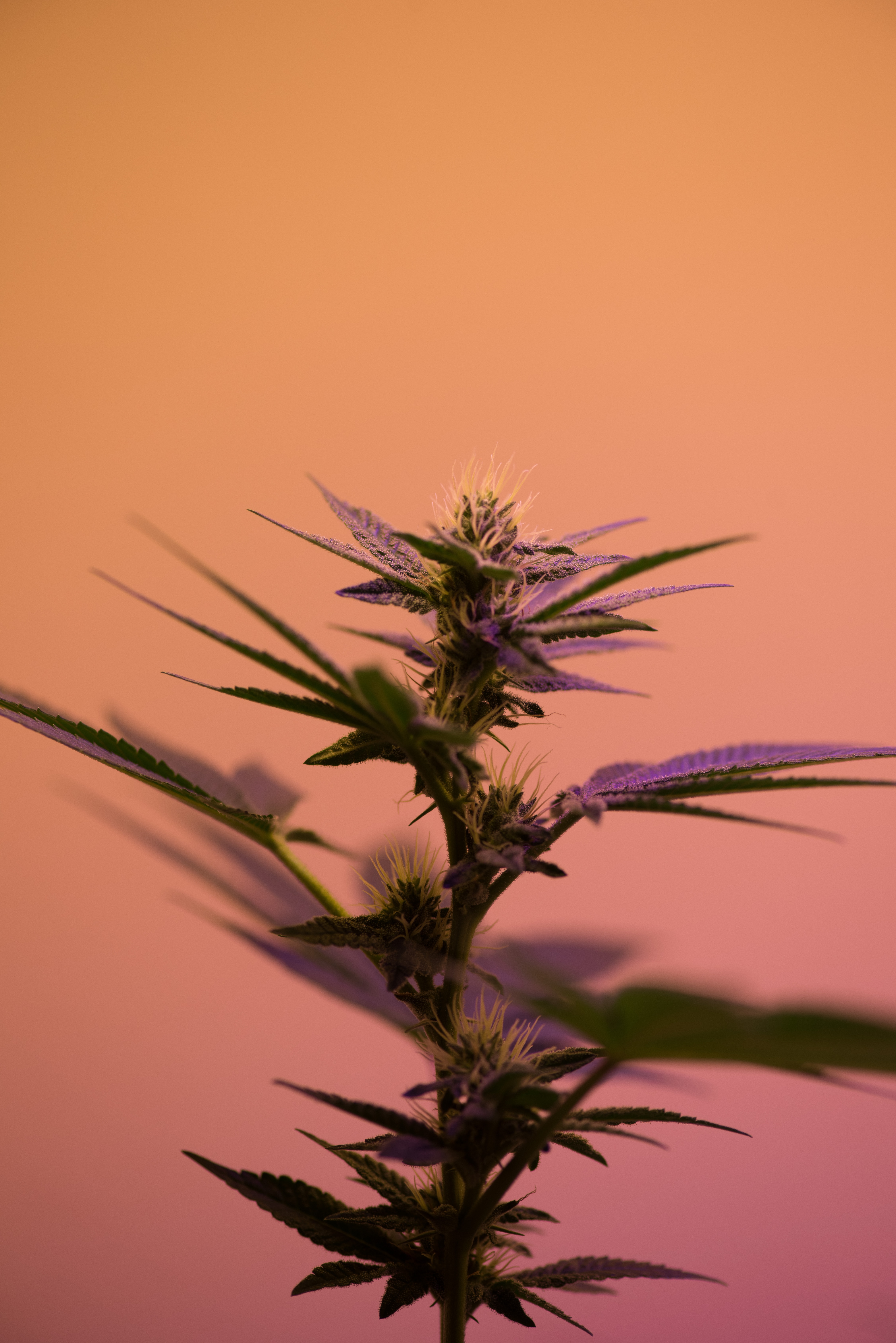 What is CBD?