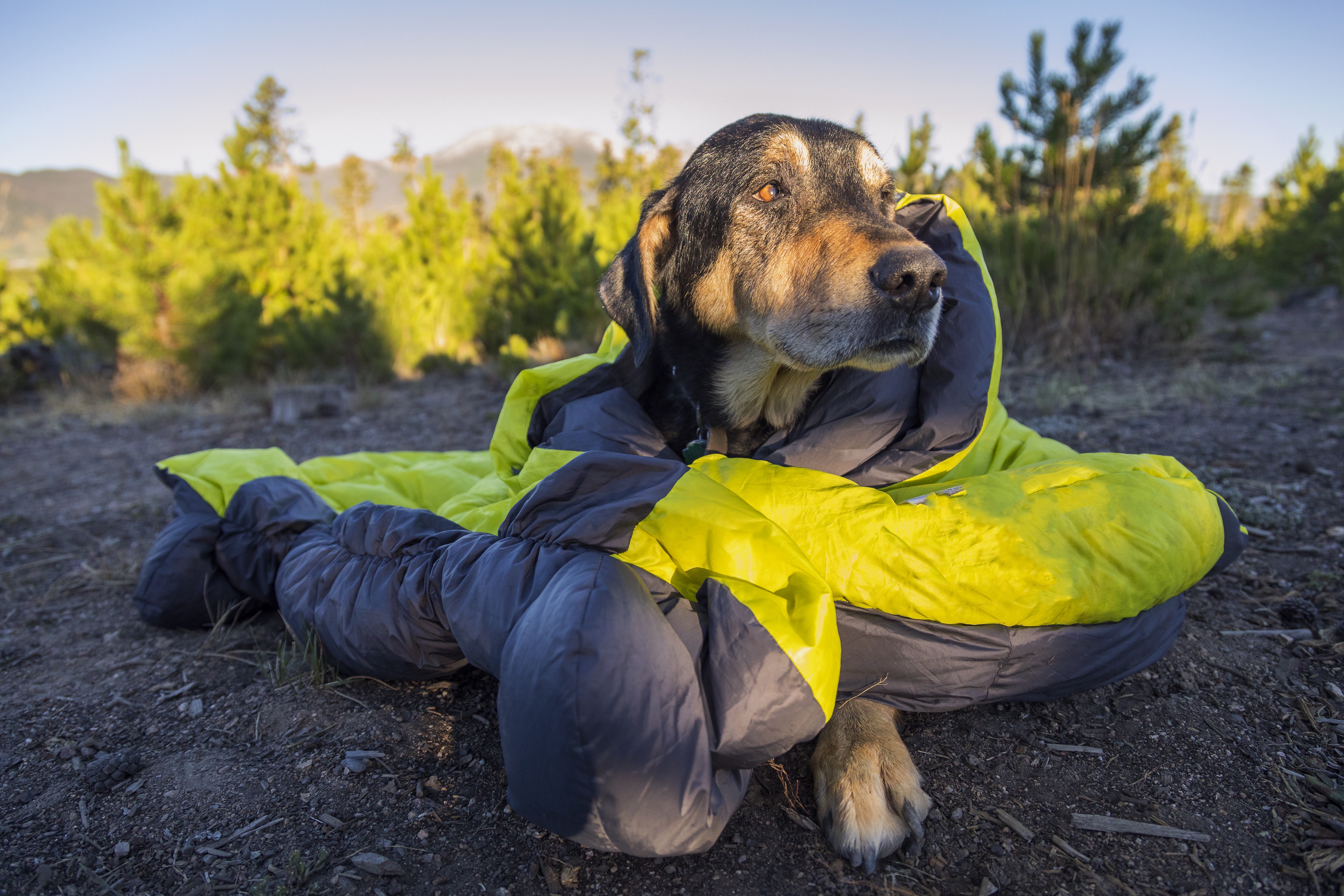 Should Your Dog Try Cannabis?