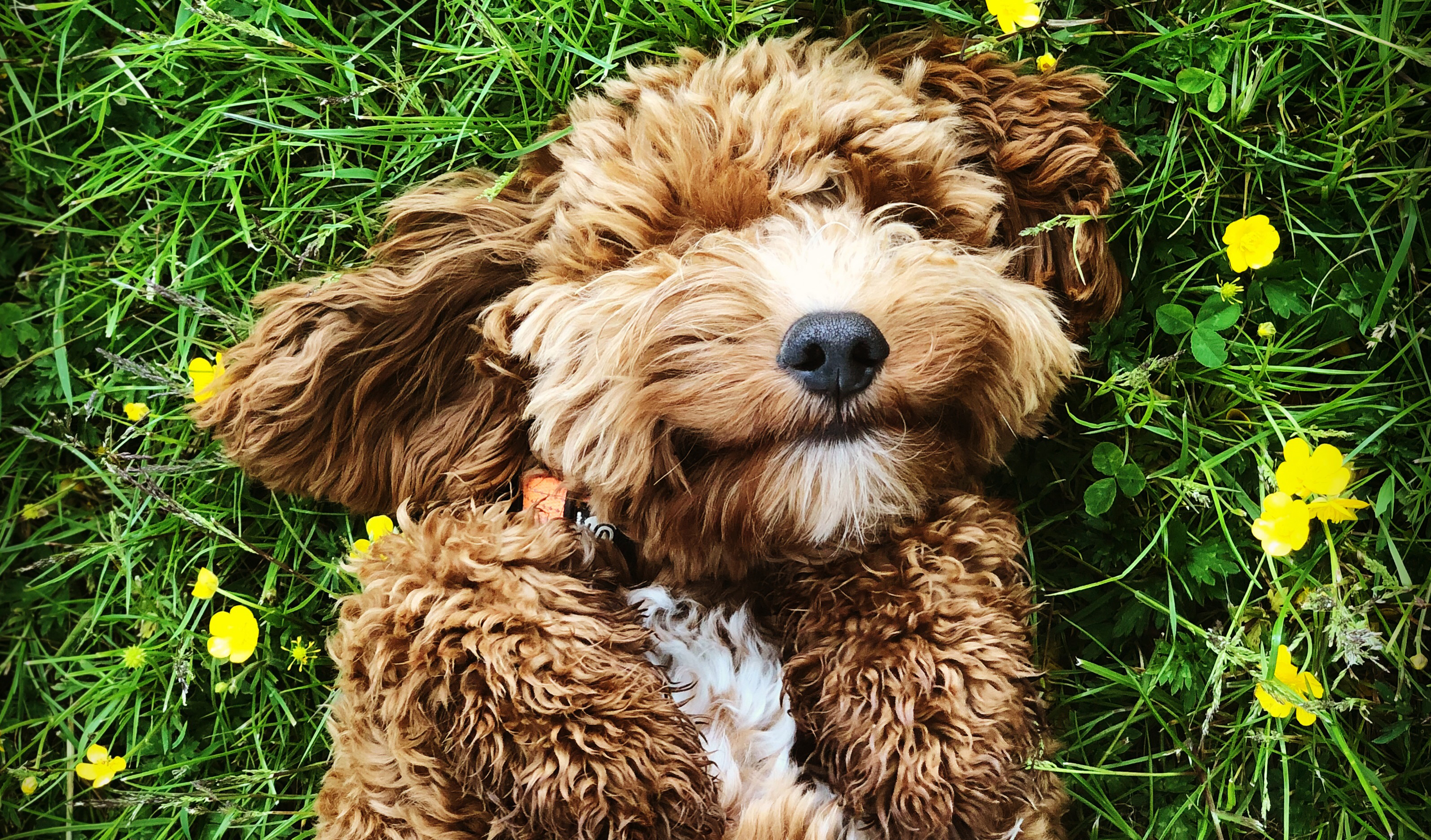 Best CBD Dog Treats for Anxiety