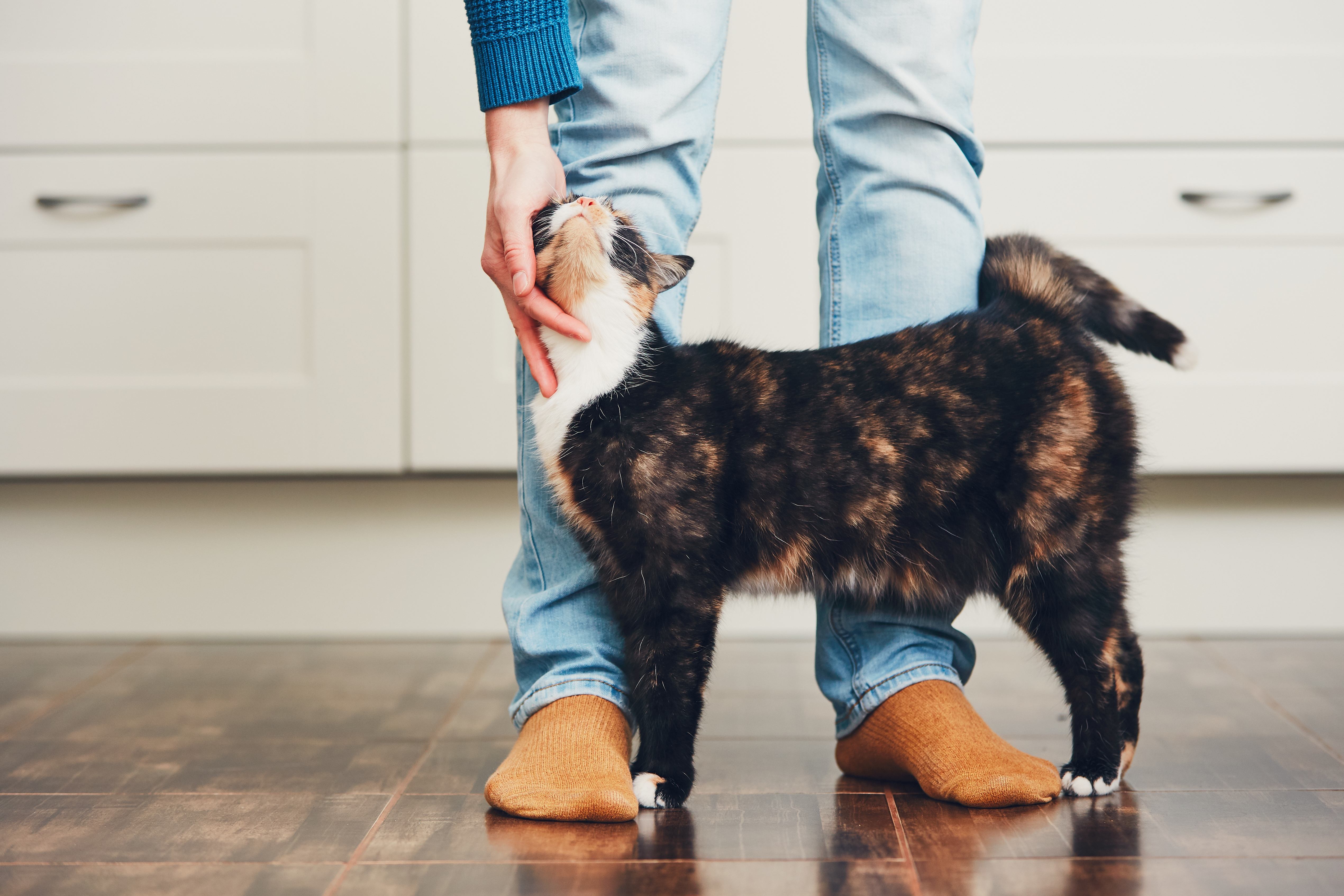 Best CBD Treats for your Cat